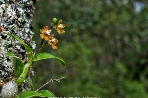 Prosthechea guttata, photograph 1