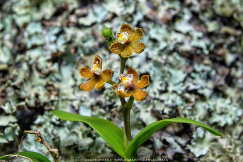 Prosthechea guttata, photograph 2