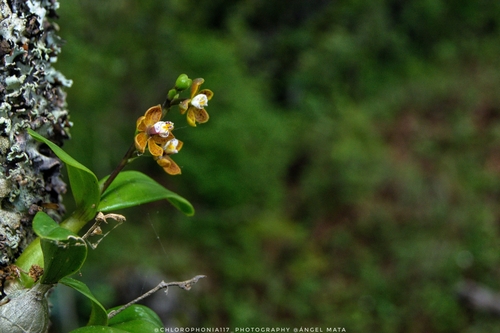 Prosthechea guttata, photograph 3