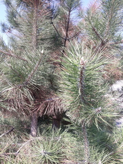 Pinus nigra