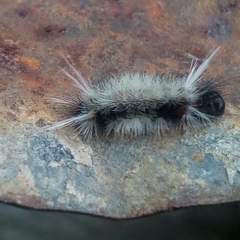 Lepidoptera