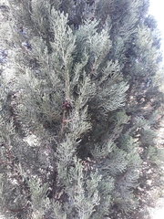 Cupressus sempervirens