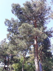 Pinus