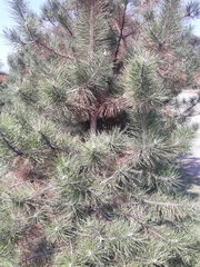 Pinus nigra