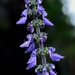 Woolly Plectranthus - Photo (c) María Yelithza, some rights reserved (CC BY-NC), uploaded by María Yelithza