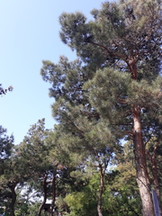 Pinus