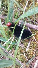 Lepidoptera
