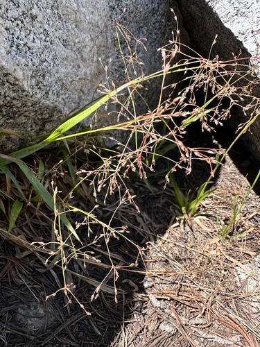 forked woodrush (Luzula divaricata)