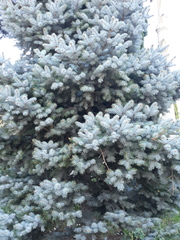Picea pungens
