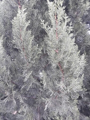 Juniperus chinensis