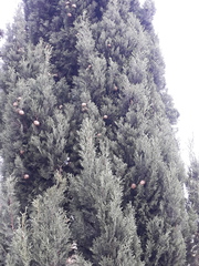 Cupressus sempervirens