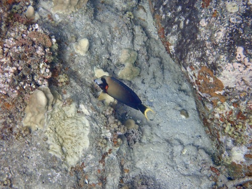 Chocolate surgeonfish (Acanthurus pyroferus) — Acanthuridae