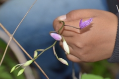 Barkeria melanocaulon