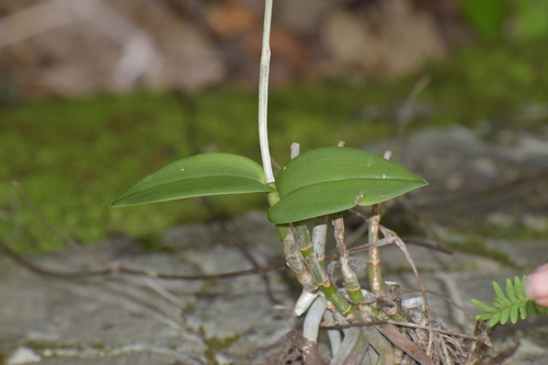 Barkeria melanocaulon, photograph 2