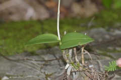 Barkeria melanocaulon, photograph author not stated, no rights reserved