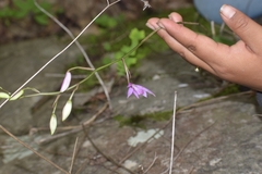 Barkeria melanocaulon, photograph author not stated, no rights reserved