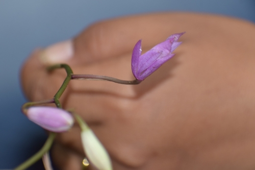 Barkeria melanocaulon, photograph 4