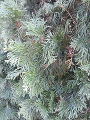 Platycladus orientalis