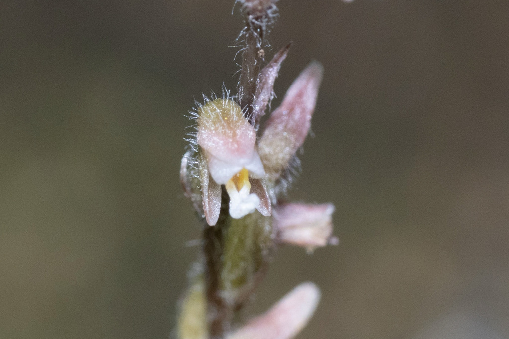 Zeuxine affinis