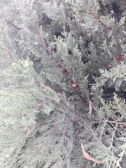 Juniperus scopulorum