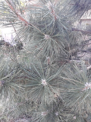 Pinus nigra