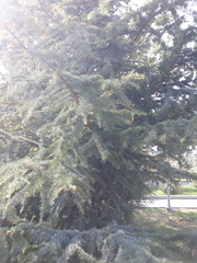 Cedrus atlantica