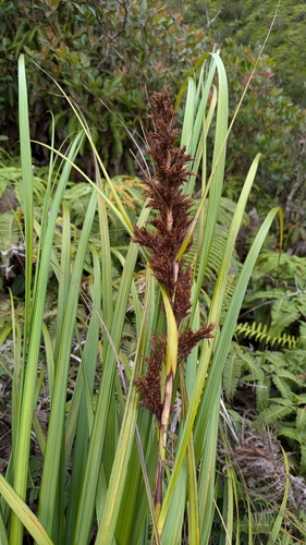 Gahnia beecheyi observed 2025-07-15