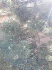 Pinus nigra