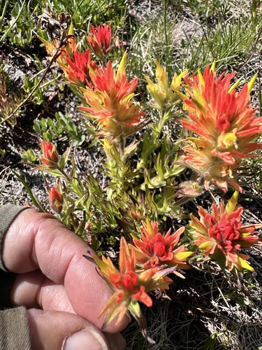 Peirson's Paintbrush (Castilleja peirsonii)