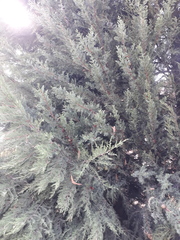 Juniperus scopulorum