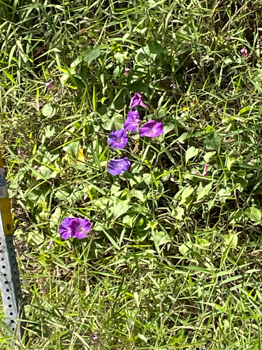 Ipomoea indica observed 2025-07-13