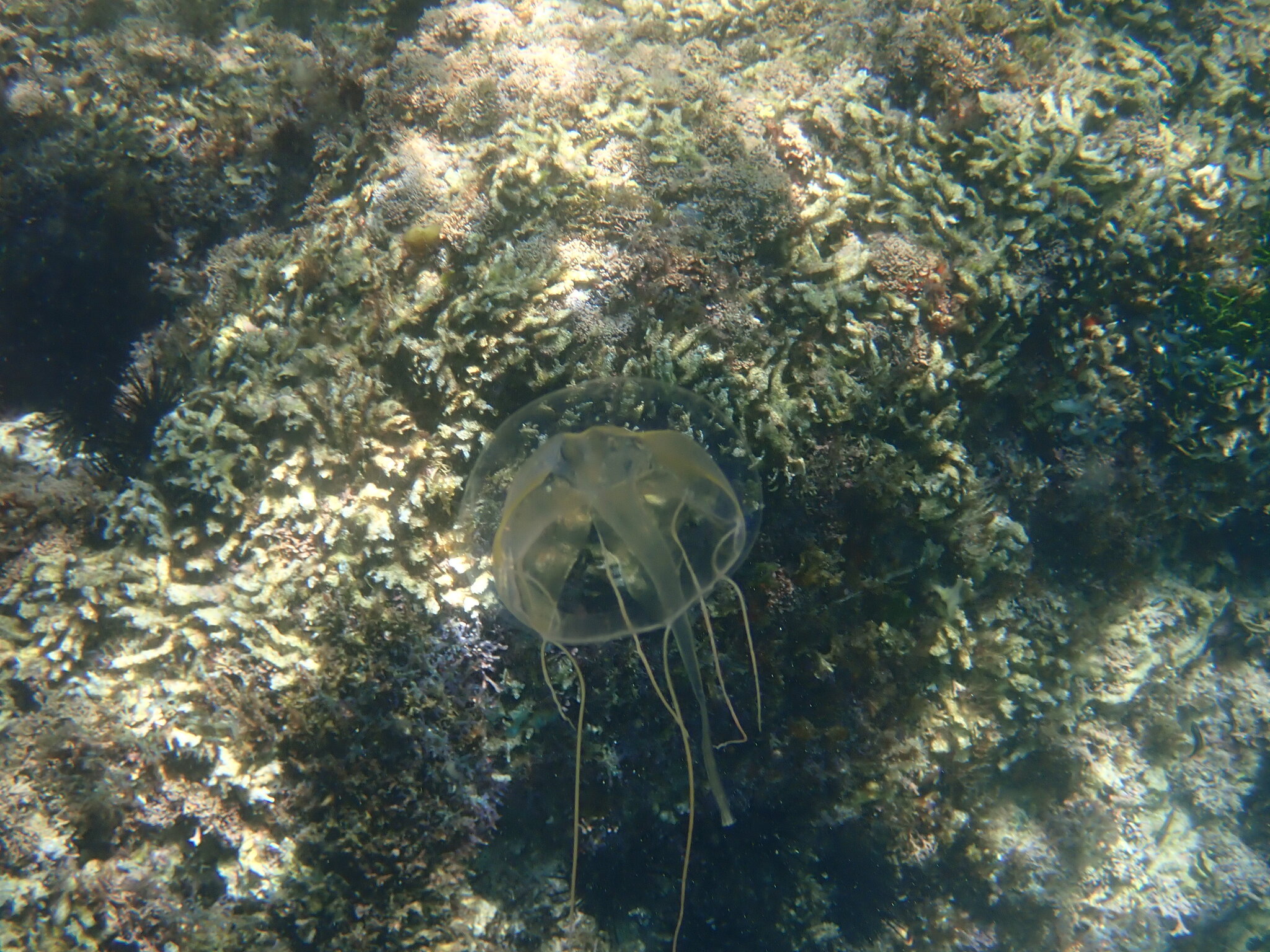 Geryonia proboscidalis (Forsskål, 1775)