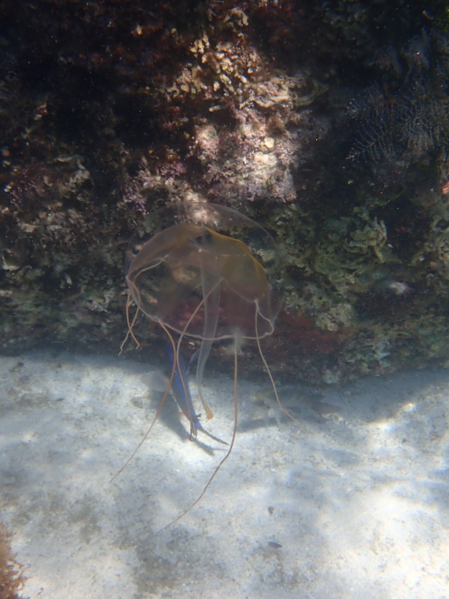 Geryonia proboscidalis (Forsskål, 1775)