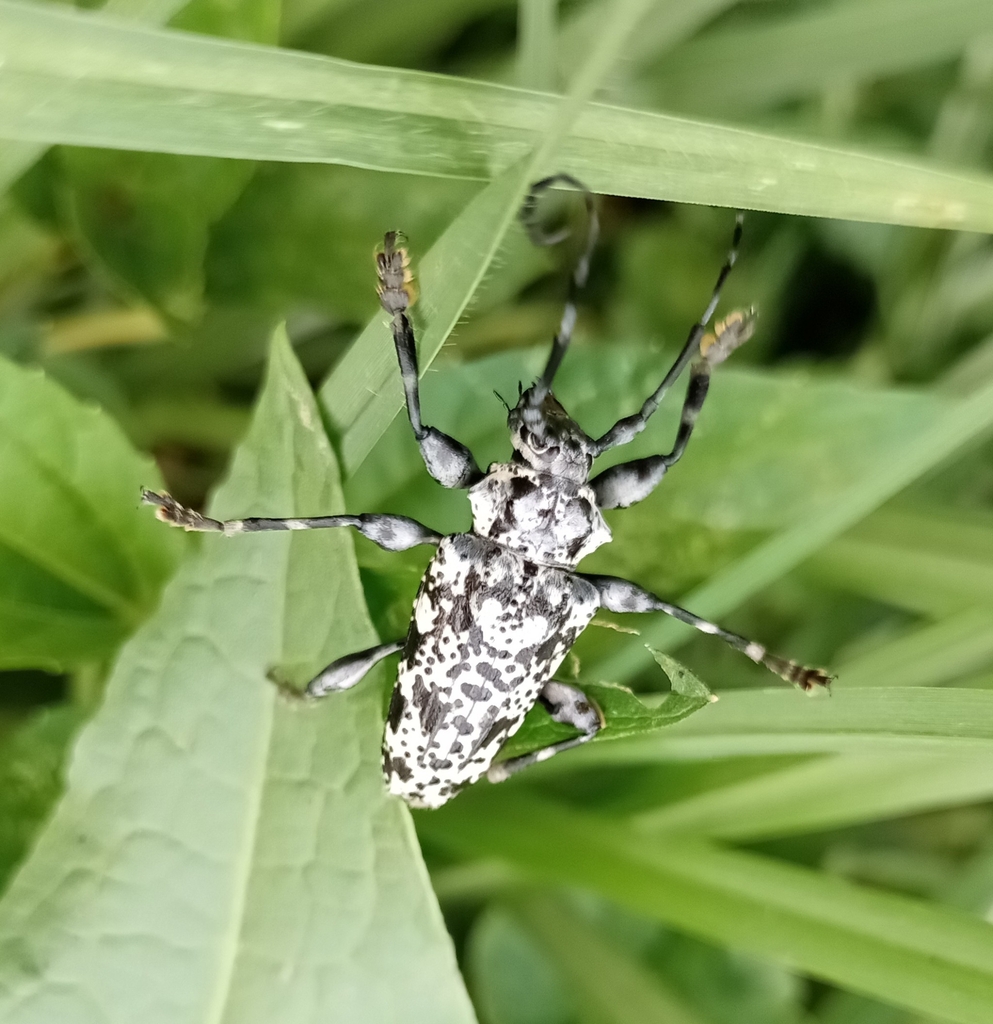 Aegomorphus excellens