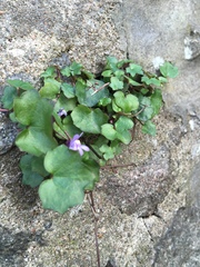 Cymbalaria muralis