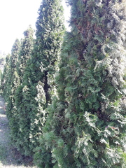 Platycladus orientalis