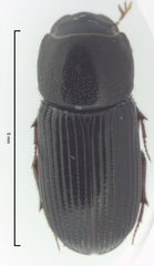 Ataenius picinus