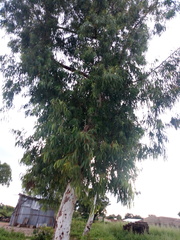 Eucalyptus camaldulensis