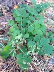 Chelidonium majus