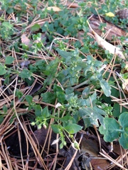 Stellaria media