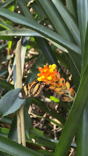 Aechmea comata (Aechmea comata)