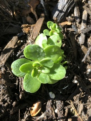 Sedum ternatum