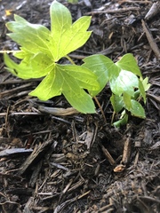 Delphinium exaltatum