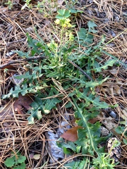 Sisymbrium loeselii