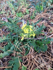 Sisymbrium loeselii