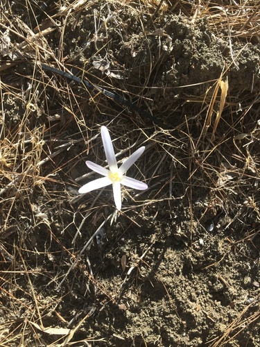 Colchicum balansae