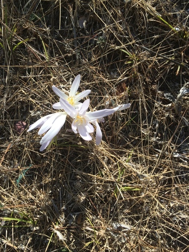 Colchicum balansae