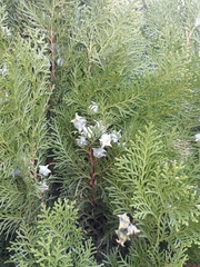 Platycladus orientalis