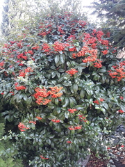 Pyracantha coccinea