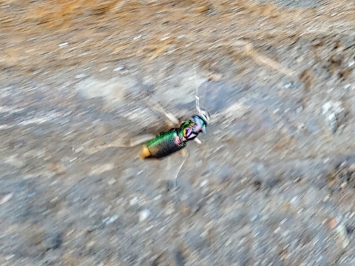 Tetracha sobrina